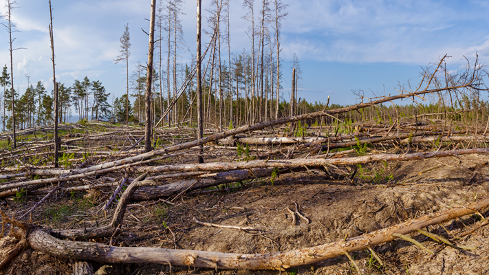 déforestation